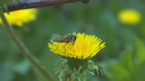 Bee at work Stock Footage 133578343
