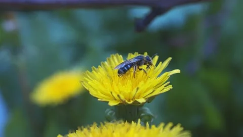 Bee at work Stock Footage 133578427