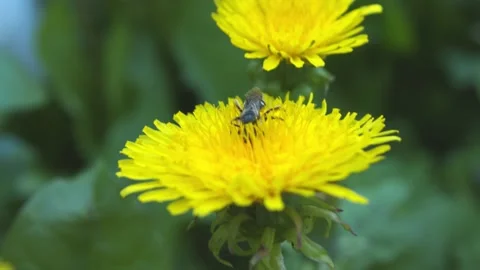 Bee at work Stock Footage 133578486