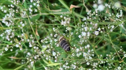 Bee at work Stock Footage 280106597