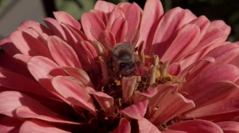 Bee work hard Stock Footage 32689881