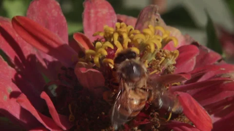 Bee work hard Stock Footage 32689900