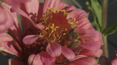 Bee work hard Stock Footage 32689930