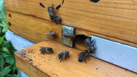 Bee at work. Honey extraction Stock Footage 93723343