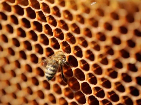 Bee work on honeycomb. Stock Photos