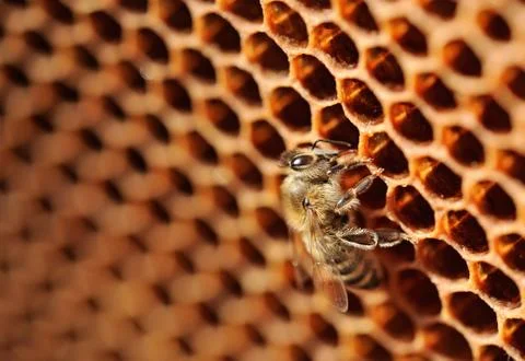 Bee work on honeycomb. 스톡 사진