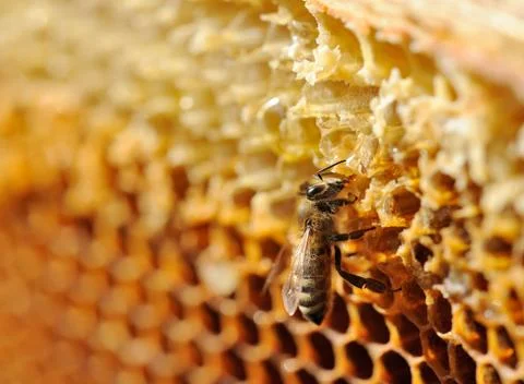 Bee work on honeycomb. Stock Photos