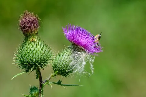 Bee at work III Stock Photos