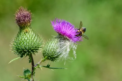 Bee at work IV Stock Photos