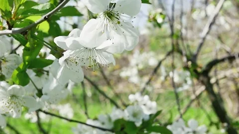 Bee work. Nectar from forest flowers Vidéo 278717454