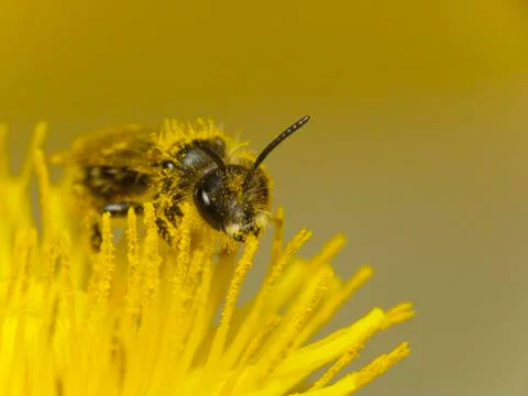 Bee at work Foto stock