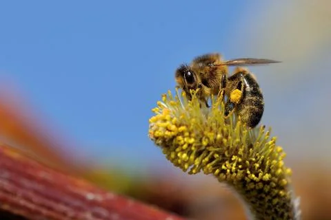 Bee at work Stock Photos