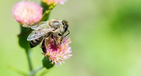 Bee at work Stock Photos