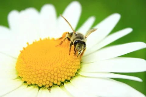 Bee at work Stock Photos