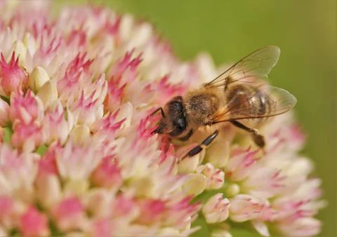 Bee at work. Stock Photos