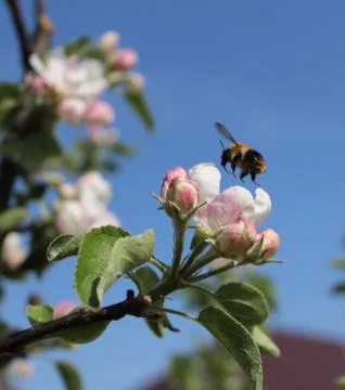 Bee work Stock Photos