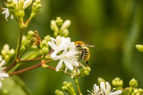 Bee at Work Stock Photos