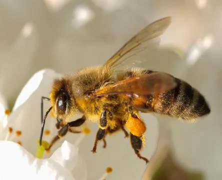 Bee at work Stock Photos