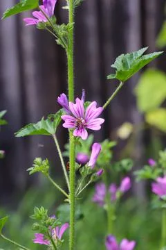 Bee on work Stock Photos