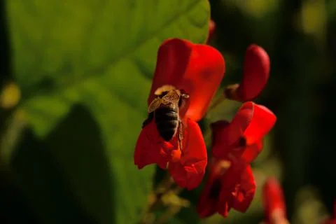 Bee at work Stock Photos