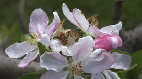 Bee at work pollinating apple blossoms  스톡 동영상 42351417