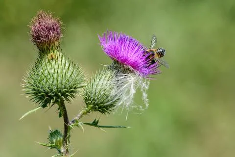 Bee at work V Stock Photos