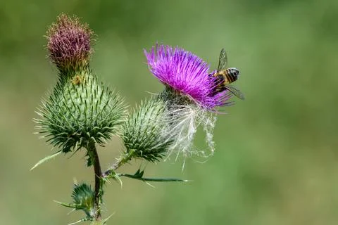 Bee at work VI Stock Photos