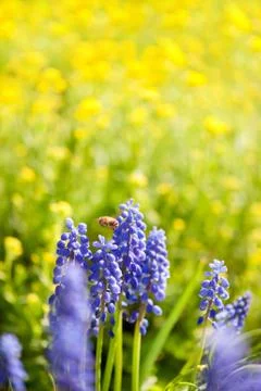 Bee worker flying above blue Muscari Mill flower Stock Photos