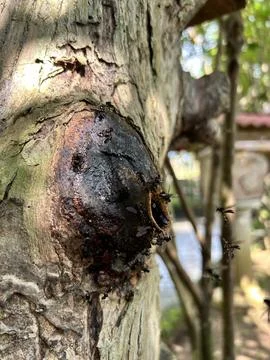 BEE WORKER Foto stock