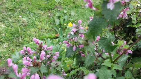 Bee working among wild flowers Stock Footage 238760866