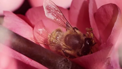 A bee working and feeding on red flowers at spring closeup slow motion 스톡 동영상 273039231