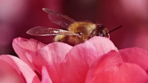 A bee working and feeding on red flowers at spring closeup slow motion 스톡 동영상 273039961