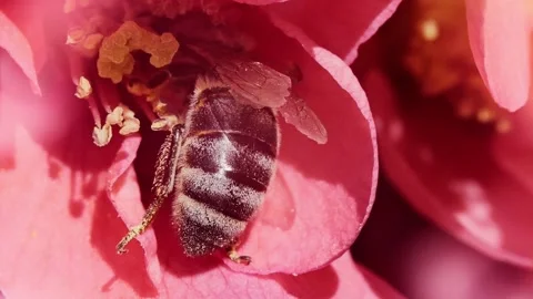 A bee working and feeding on red flowers at spring closeup slow motion 스톡 동영상 273041375