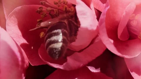 A bee working and feeding on red flowers at spring closeup slow motion 스톡 동영상 273041688