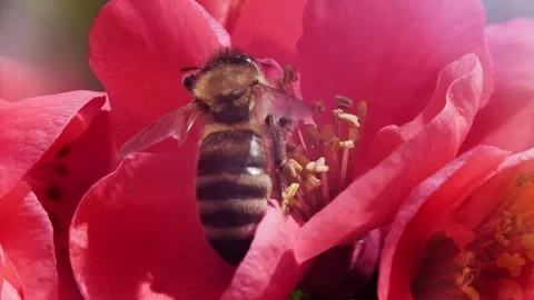 A bee working and feeding on red flowers at spring closeup slow motion 스톡 동영상 273042470