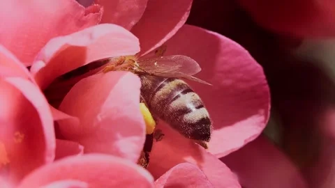 A bee working and feeding on red flowers at spring closeup slow motion 動画素材 275851187