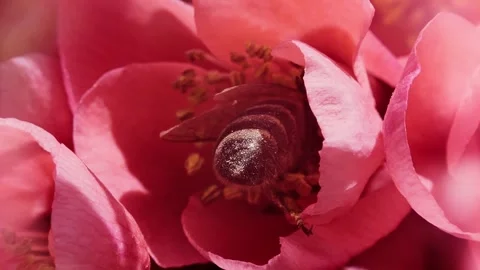 A bee working and feeding on red flowers at spring closeup slow motion 動画素材 275852120