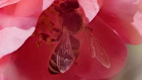 A bee working and feeding on red flowers at spring closeup slow motion 動画素材 277884106