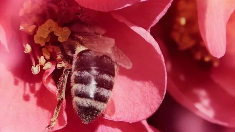 A bee working and feeding on red flowers at spring closeup slow motion Stock Footage 277884899