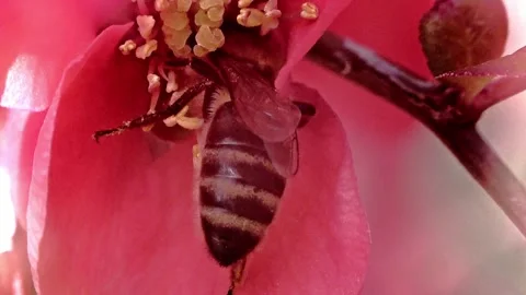 A bee working and feeding on red flowers at spring closeup slow motion 動画素材 277885438