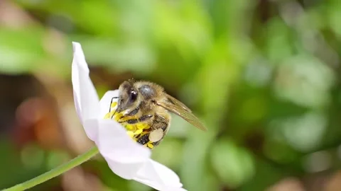 A bee working and feeding on white flowers at spring closeup slow motion 스톡 동영상 273039314
