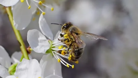 A bee working and feeding on white flowers at spring closeup slow motion 스톡 동영상 273044475