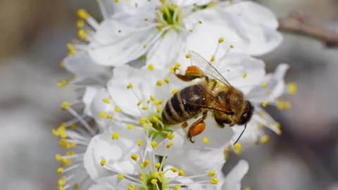 A bee working and feeding on white flowers at spring closeup slow motion 스톡 동영상 273046413