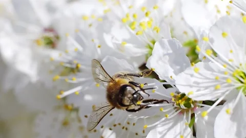 A bee working and feeding on white flowers at spring closeup slow motion 스톡 동영상 273051320