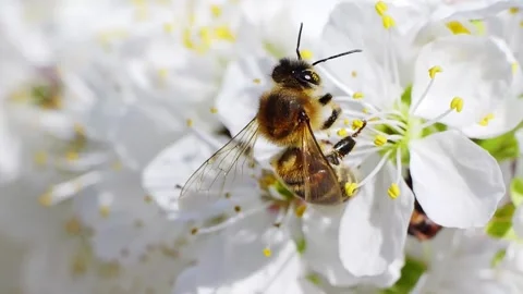 A bee working and feeding on white flowers at spring closeup slow motion 스톡 동영상 273053097