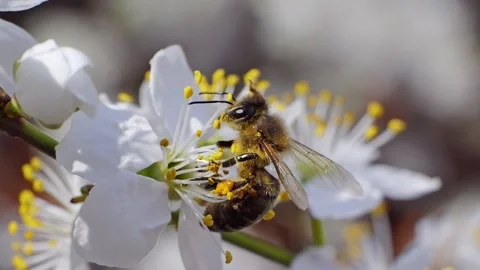 A bee working and feeding on white flowers at spring closeup slow motion 스톡 동영상 273053112