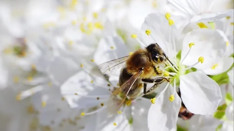 A bee working and feeding on white flowers at spring closeup slow motion 스톡 동영상 273053429