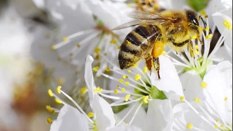 A bee working and feeding on white flowers at spring closeup slow motion 스톡 동영상 273053527