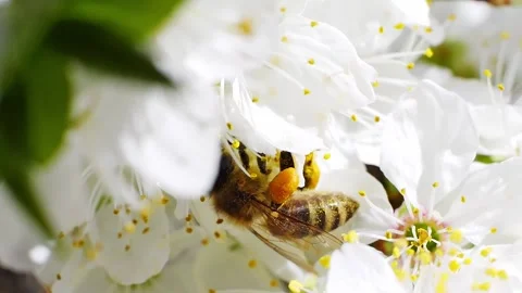 A bee working and feeding on white flowers at spring closeup slow motion 스톡 동영상 273054010