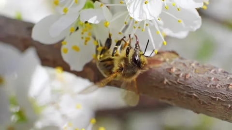A bee working and feeding on white flowers at spring closeup slow motion 스톡 동영상 273054587